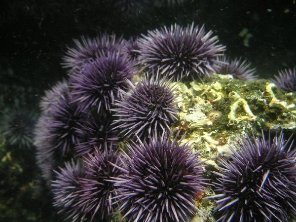 7[-]loài[-]động[-]vật[-]có[-]gai[-]"nhọn[-]hoắt"[-]đáng[-]sợ[-]4